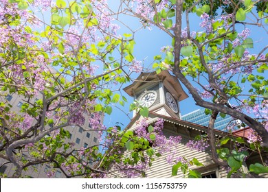 Famous sightseeing spots in Sapporo, Clock Tower and Lilac Flower / Sapporo City Hokkaido, Japan - Powered by Shutterstock