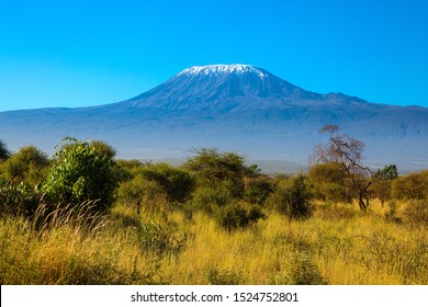  The famous snow peak of Kilimanjaro. Savanna with rare bushes and desert acacia. Amboseli Park,  Kenya. The concept of active, exotic, ecological and photo tourism