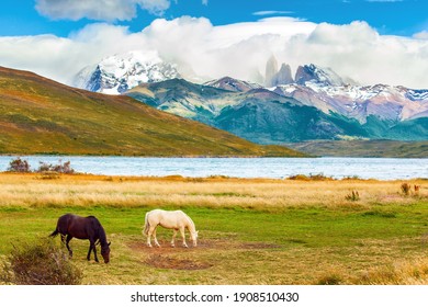  The famous Torres del Paine park in southern Chile. Gorgeous bay and white mustangs graze in dense grass. Lagoon Azul is an amazing mountain lake near three rocks - torres.