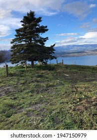 Famous Trail, Beautiful Landscape In Wanaka Nz 