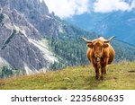 Famous Tre Cime di Lavaredo at summer time. Landscape of Alps Mountains. Dolomites, Alps, Italy, Europe (Drei Zinnen). Cows on the path.