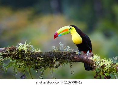Famous tropical bird with enormous beak,Keel-billed toucan, Ramphastos sulfuratus, perched on a mossy branch in rain against rainforest background.Costa Rican black-yellow toucan,wildlife photography.