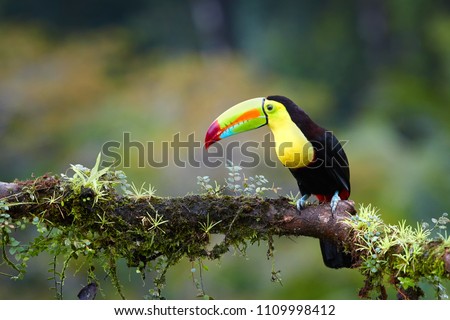 Famous tropical bird with enormous beak,Keel-billed toucan, Ramphastos sulfuratus, perched on a mossy branch in rain against rainforest background.Costa Rican black-yellow toucan,wildlife photography.