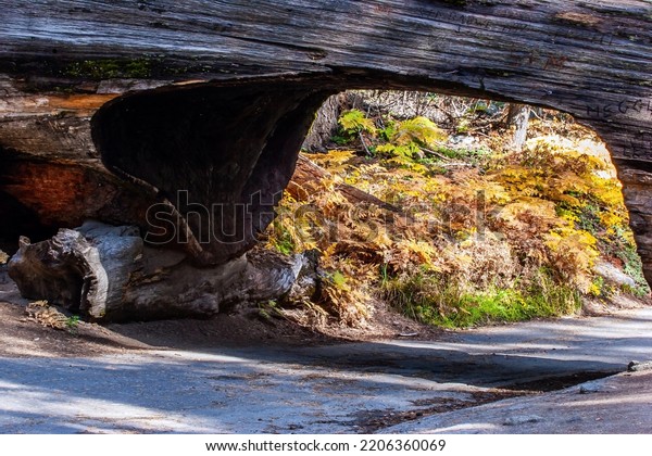 The\
famous tunnel cut through the trunk of a giant sequoia. Sequoia\
Park in California, USA. The natural range of the genus is the\
Pacific coast of North America. Travel to America.\
