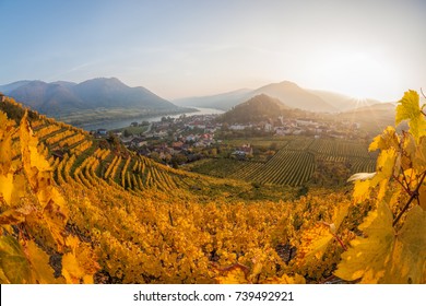  Famous Vineyards In Wachau, Spitz, Austria