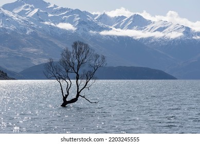 The famous Wanaka Tree in the Lake Wanaka of South Island New Zealand during early spring. 
