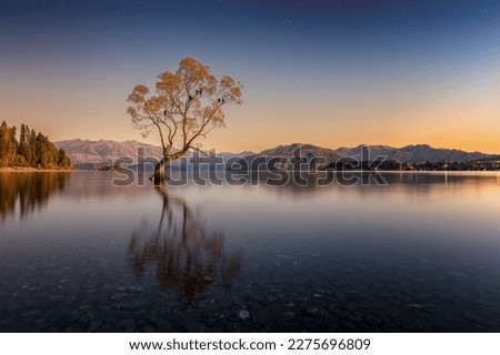 Famous Wanaka Tree in the water with reflection during sunrise. Moon is lighting up tree and surrounding while there are still stars in the sky. Location is in Wanaka near Queenstown in New Zealand. 