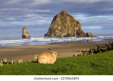 Famous wild bunnies on Cannon Beach, Oregon