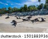iguana bahamas