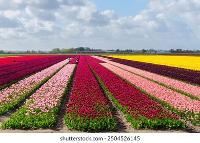 Famouse dutch red tulip field with rows in sunny day with blue sky