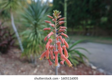 Fan Aloe In The Garden