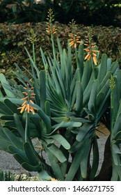 Fan Aloe In Mediterranean Garden