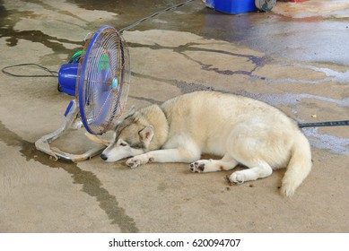 Fan Cools Dog