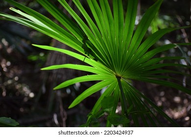 Fan Palm In Australian Rainforest