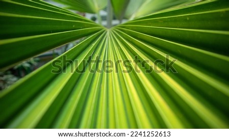 fan palm leaves are green during the day