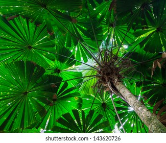 Fan Palm Tree Canopy.  Green foliage in the Daintree Rainforest, Queensland, Australia - Powered by Shutterstock