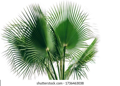 Fan Palm Tree - Cirali, Antalya Province, Turkey, Asia