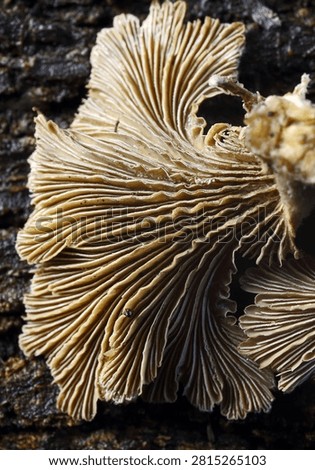 FAN SHAPE ON REVERSE SIDE OF SPLITGILL MUSHROOM ON A PIECE OF DEADWOOD