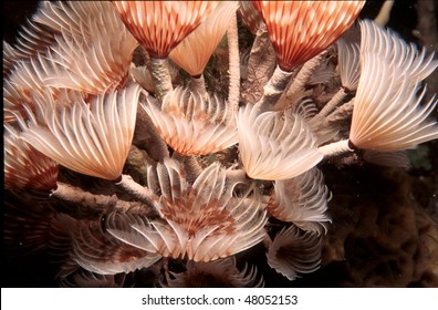 Fan Worms From A Night Dive In The Grand Cayman Islands