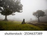 Fanal forest on a foggy day , Madeira island , Portugal