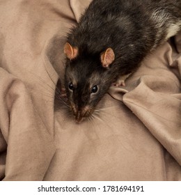 Fancy Berkshire Pet Black Rat Playing On Bed Sheets