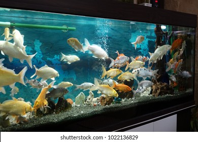 92 Fish Koi In Aquarium HD Terbaru