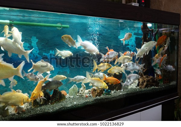 Fancy Carp Aquarium Colorful Lively Koi Stock Photo 1022136829 ...