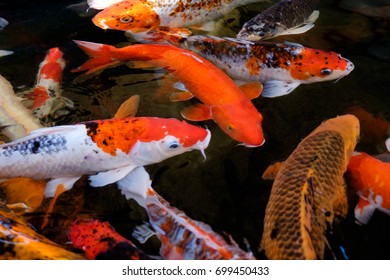 55,637 Koi Carp Stock Photos, Images & Photography | Shutterstock