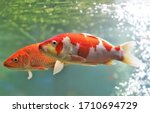 The Fancy carp (Mirror carp; Koi, Nishikigoi) in freshwater aquarium. Cyprinus carpio are an ornamental domesticated subspecies, which are brightly colored.