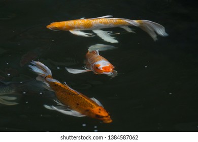 Fancy carp swimming in a pond. Fancy Carps Fish or Koi Swim in Pond, Movement of Swimming and Space.