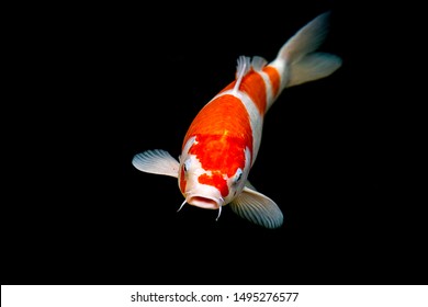 Fancy carp swimming in a pond. Fancy Carps Fish or Koi Swim in Pond, Movement of Swimming and Space.
 - Powered by Shutterstock