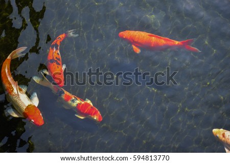 Fancy Carps Fish or Koi Swim in Pond, Movement of Swimming and Space
