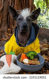 Fancy Dressed Young Xolo Breed Dog Sitting And Waiting For BARF Diet Bowl