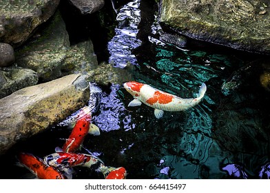 Fancy fish in the pond.