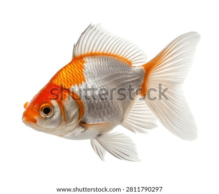 Fancy Goldfish Side Pose with White Orange Body Isolated on White Background