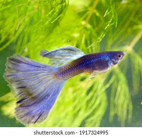 5 Veil Tail Guppy Images, Stock Photos & Vectors | Shutterstock