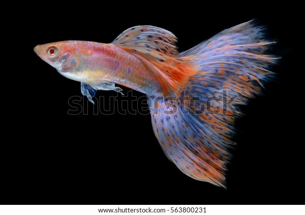 Fancy Guppy Fish Blue Pink Colours Stock Photo Edit Now 563800231