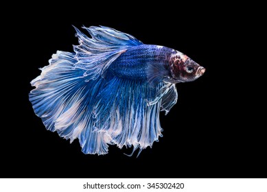 Fancy Halfmoon Betta Capture Moving Moment Stock Photo 345302420