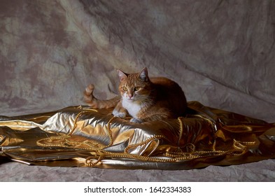 A Fancy Kitty Resting On A Luxury Bed