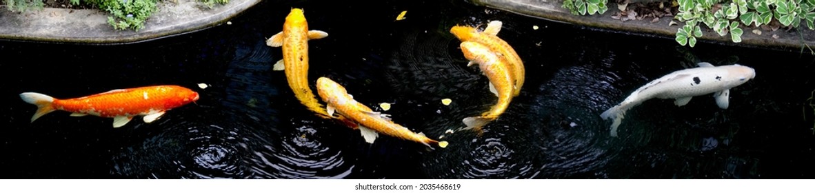 Fancy koi carp fishes such as golden koi fish Doitsu Yamabuki Ogon, Hikarimujimono, black and white pattern Bekko koi and red white Omoyo Kohaku are swimming in park pond. Panorama picture. Thailand.