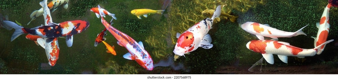 Fancy koi carp fishes such as Doitsu Shusui koi, solid white and red Kojaku koi, red-white with black spot carp Taisho Sanshoku (Sanke), red white Kohaku koi are swimming in pond. Panorama picture.