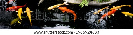 Fancy koi carp fishes such as golden koi fish Doitsu Yamabuki Ogon,  Hikarimujimono, Nanashigoi and red- black carp Doitsu Aka Bekko koi are swimming in the pond. Panorama picture. Lampang Thailand.