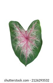 2,036 Heart of jesus plant Images, Stock Photos & Vectors | Shutterstock