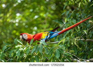 Fancy Macaw Sitting In The Jungle In Panama