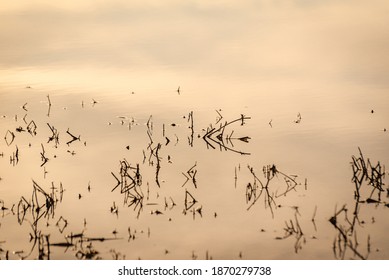 Fancy patterns of reflection of shadows in the water with reed stalks