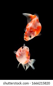 365 Beautiful Fantail Goldfish Isolated Images, Stock Photos & Vectors