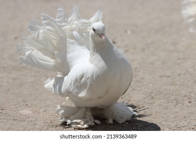 Fancy pigeon standing on the ground in iraq