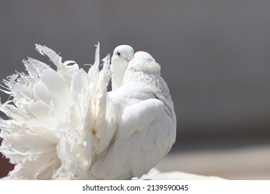 Fancy Pigeon Standing On The Wall