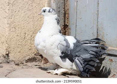 Fancy Pigeon Standing On The Wall