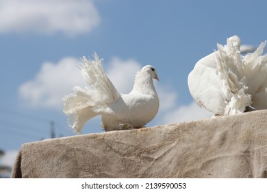 Fancy Pigeon Standing On The Wall